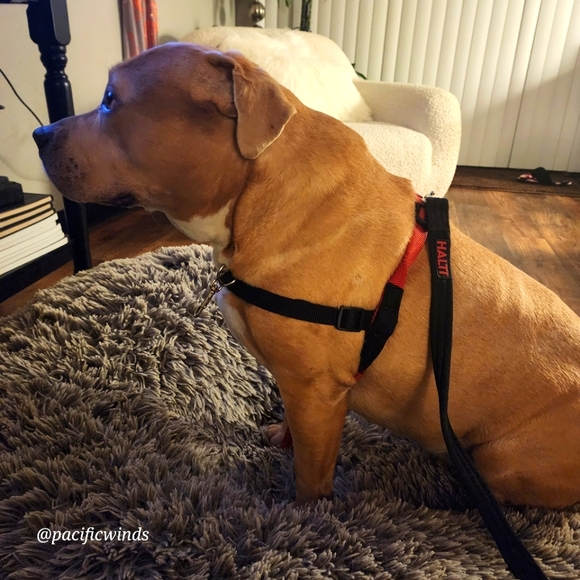 HALTI HARNESS MEDIUM TO LARGE - Picture 2 of 9